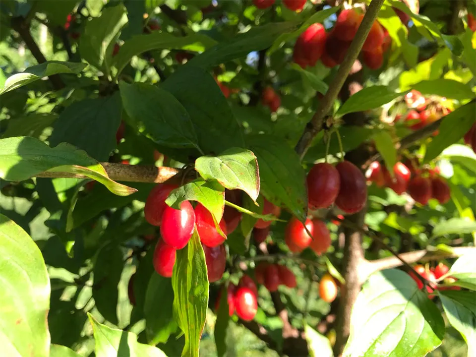 Cornus mas, Cornelian Cherry seedling